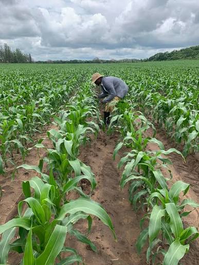 Maize Farms